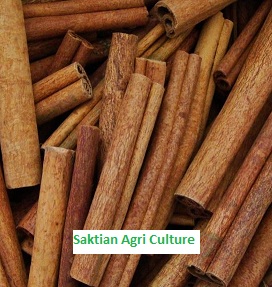 Cinnamon from Indonesia