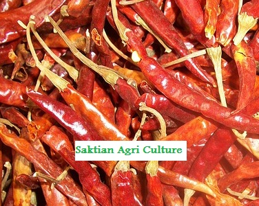 Dried chilli from Indonesia