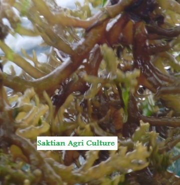 Eucheuna Cottoni Seaweed from Indonesia