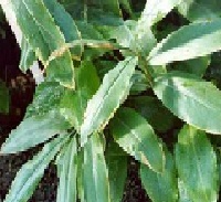 Cardamom leaf