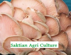 Mushroom from Indonesia