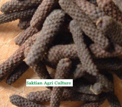 Long Pepper from Indonesia